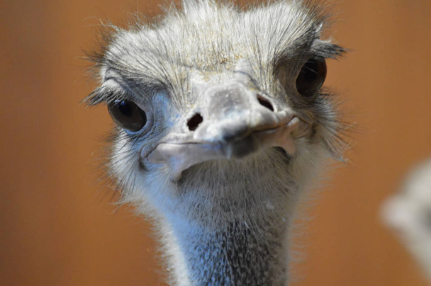 Close up of an ostrich - Foto, Imagen