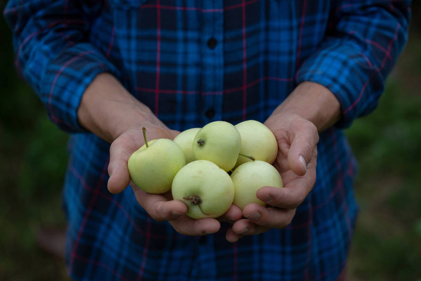 Pommes locales fraîches dans les mains
 - Photo, image
