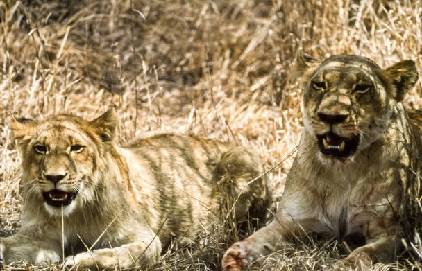 Lew (Panthera leo), Parku Narodowego Kruger Mpumalanga, Republika Południowej Afryki, Afryka - Zdjęcie, obraz