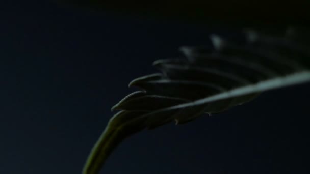 Leaves of hemp bush growing indoors - Materiał filmowy, wideo