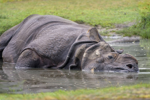 Μεγάλη ινδική μονόκερο rhinoceros, ρινόκερου δροσίζει το δέρμα του στο νερό. Το Κέρας της Αφρικής είναι περικόψει. Κοντινό πλάνο - Φωτογραφία, εικόνα