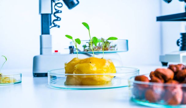 Modern Laboratory .Vegetables in hydroponics tech picks. - Foto, imagen