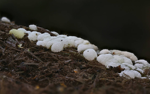 粘菌の不思議な生物 - 写真・画像