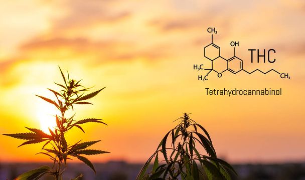 Tetrahydrokannabinoli ja piirsi kemiallisen kaavan. THC-molekyylin rakennemalli. Kasvava palkkio marihuana ja kannabis lääkinnälliset tuotteet
 - Valokuva, kuva