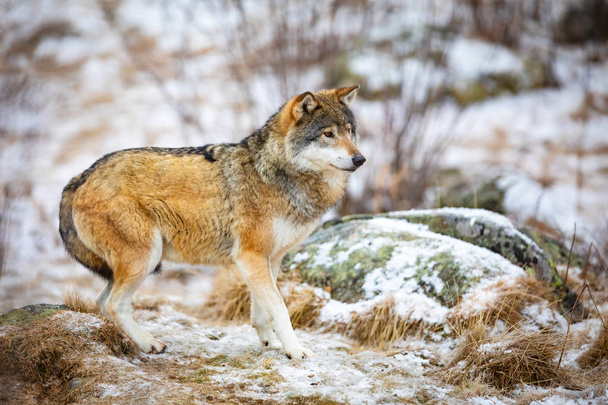 Один наляканий вовк в лісі на початку зими
 - Фото, зображення