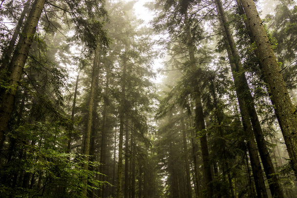 a spruce forest in the Ukrainian Carpathians - 写真・画像