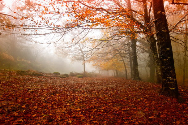 осінь
 - Фото, зображення