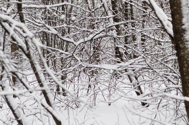 Una rama de un árbol cubierto de nieve esponjosa. Ramas de abedul y otros árboles. hay tonificación
 - Foto, Imagen