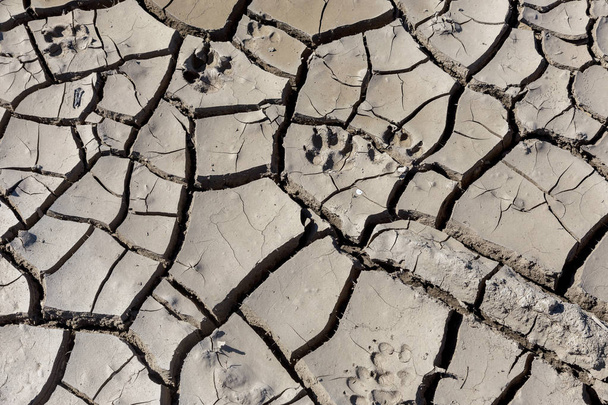Drought. Dried bottom of lake river sea. Dead crabs dry from drought. Dry fractured soil of drought. Concept of drought, climate change, death without moisture. Ecology. Catastrophe. Mysticism Cracked - Photo, Image
