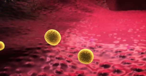macrofagen en vetcellen, vet cel in het bloed, binnen het bloedvat, cholesterol in een bloed, vet cel en macrofagen - Video