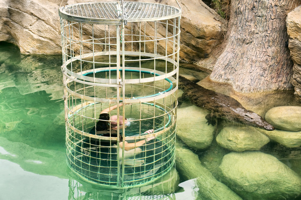 Krokodyl cage nurkowanie - Zdjęcie, obraz