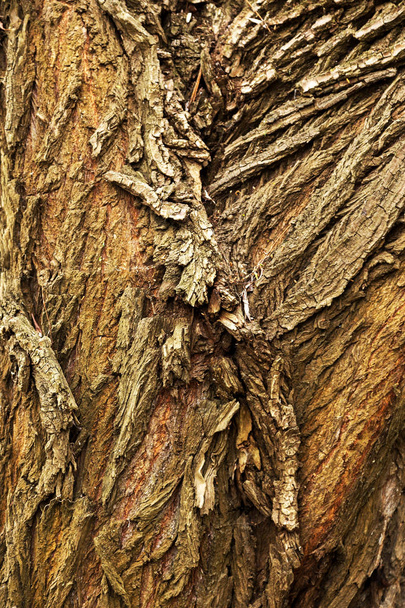 Textured wood Natural wood surface, ideal for backgrounds and textures. Bark of the tree big deep cracks old trunk - 写真・画像