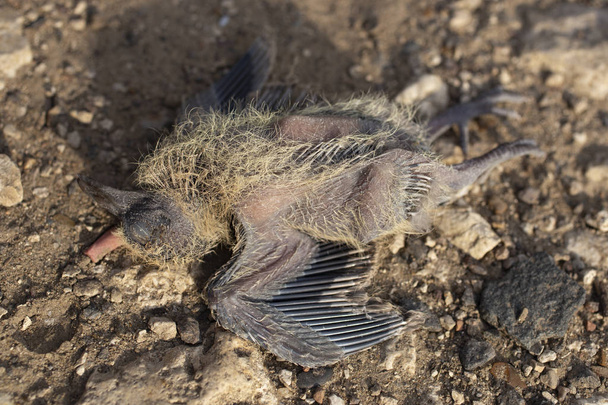 Dode vogel. Starling viel uit het nest en crashte ter dood. Het vreselijke einde van het kuiken. Vogels gedood op de weg. De tragische situatie in de wereld van vogels.  - Foto, afbeelding