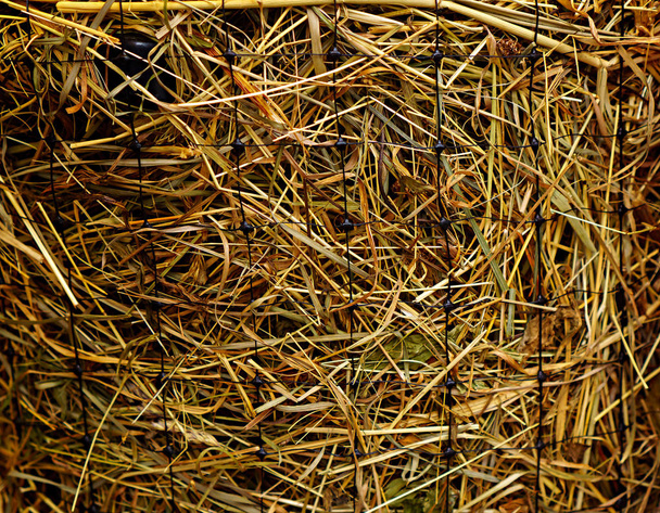 Kılavuzda saman. Bir kafes tarafından sarılmış saman closeup. - Fotoğraf, Görsel
