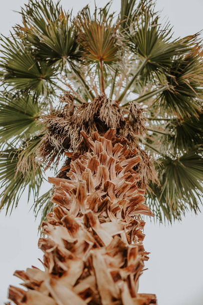 Green palms leaves on  background - Valokuva, kuva