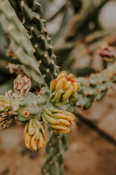 green Cactus in desert. Closeup photo - 写真・画像