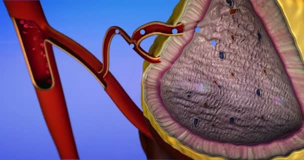 Structure interne de la glande surrénale, érythrocytes et adrénaline dans les vaisseaux sanguins, glande surrénale, adrénaline dans la circulation sanguine, glande surrénale sur le rein produit de l'adrénaline
 - Séquence, vidéo