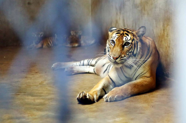Tygrys Bengalski Nan Nan, która urodziła cztery noworodka Bengal tiger Cubs, spoczywa w zoo Shanghai w Szanghaj, China, 31 Sierpień 2018 r. - Zdjęcie, obraz