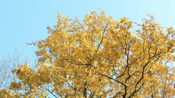 φθινόπωρο πορτοκαλί παλιά βελανιδιά φύλλα κίνηση άνεμος φόντο μπλε του ουρανού - Πλάνα, βίντεο