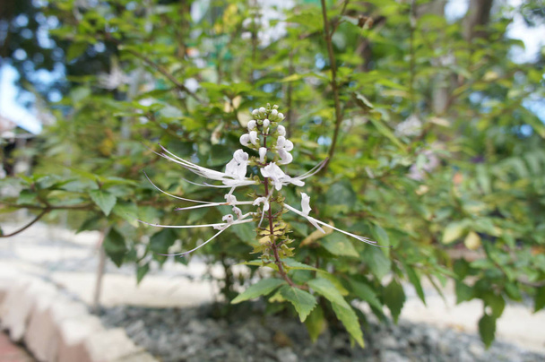 Orthosiphon Stamineus hierba o java tee planta con flores. Utilizado como ingrediente medicinal en Asia
.  - Foto, imagen