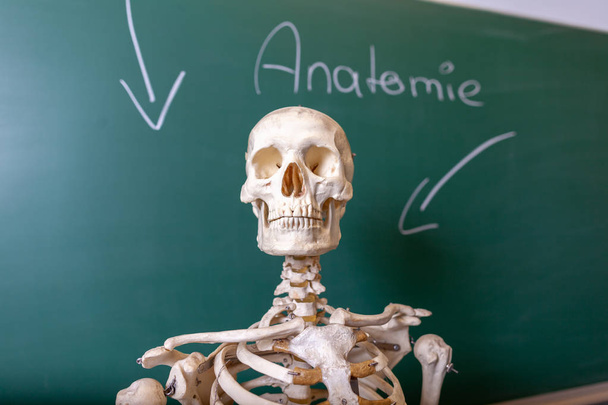 een skelet model staat op een schoolbord - Foto, afbeelding