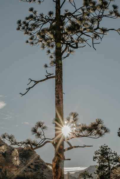 Majestic green pine tree  - Foto, Bild