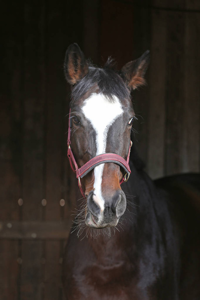 Testa di cavallo da vicino su sfondo nero sfocato naturale in fattoria animale rurale in stalla
 - Foto, immagini