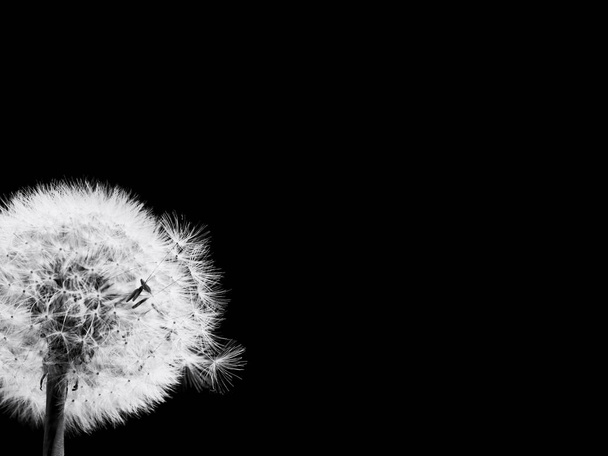 Closeup dandelion flower on black background - Photo, Image