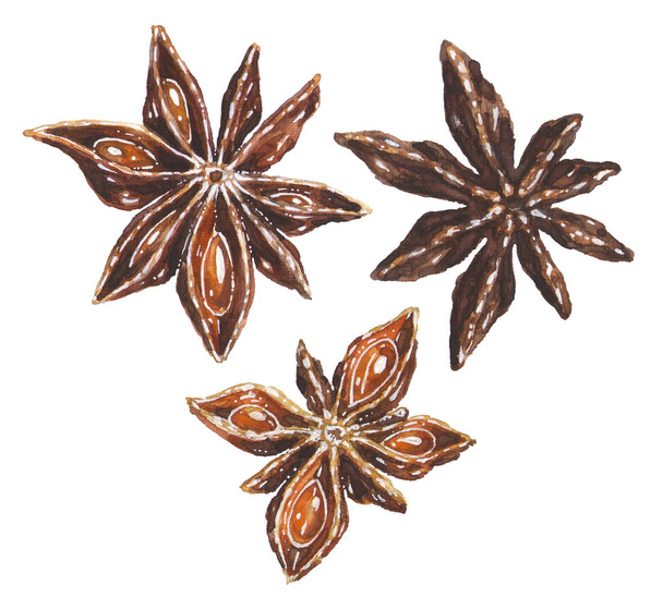 Anise star hand drawn watercolor illustrations set - Photo, Image