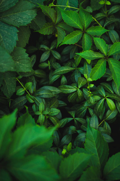 fresh green leaves flat lay background - Foto, afbeelding