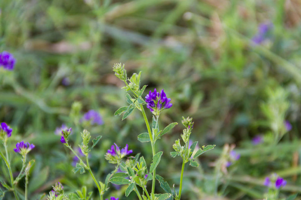 violet flowers of alfalfa plantation in the field - Фото, изображение