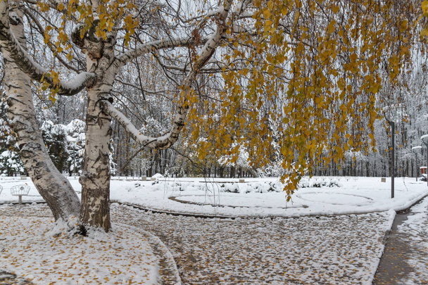 Winter view with snow covered trees in South Park in city of Sofia, Bulgaria - Photo, Image