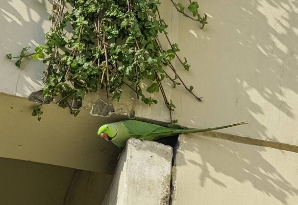 Indiai sándorpapagáj (Psittacula krameri manillensis), is ismert, mint a ring-nyakú papagáj - Új-Delhi, India - Fotó, kép