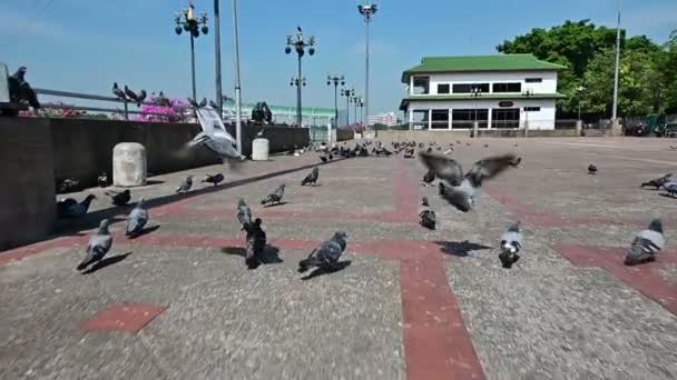 Plan au ralenti des oiseaux chasseurs pigeons de la rue s'envolent loin de la caméra
 - Séquence, vidéo