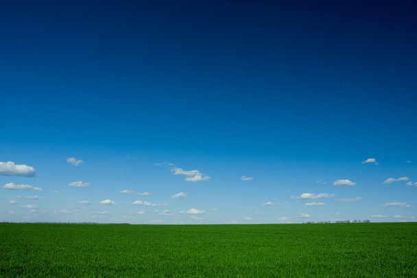 Erba verde e cielo blu - Foto, immagini