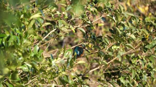 Tokyo,Japan-December 29, 2018: Alcedo atthis or kingfisher or halcyon on a branch around a pond. - Footage, Video