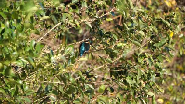 Tokyo,Japan-December 29, 2018: Alcedo atthis or kingfisher or halcyon on a branch around a pond. - Footage, Video