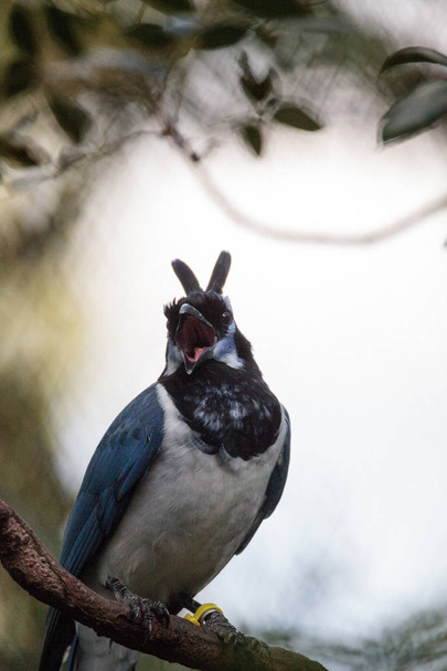 Jay czarnogardły Sroka Cyanocorax colliei ptak - Zdjęcie, obraz