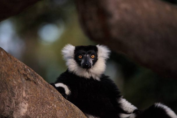 Siyah ve beyaz Nomascus Varecia variegate lemur Madagaskar bulundu. - Fotoğraf, Görsel
