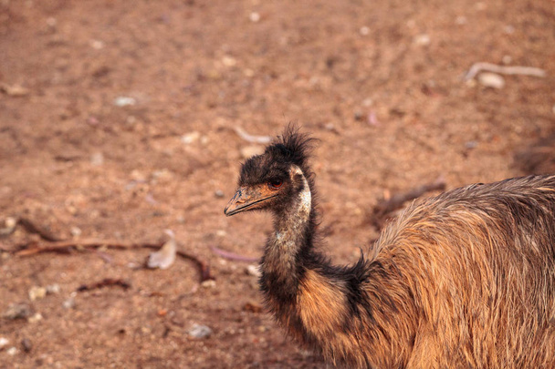 Avustralya'da, bir endemik türler nerede kir EMU Dromaius novaehollandiae kuş aittir - Fotoğraf, Görsel