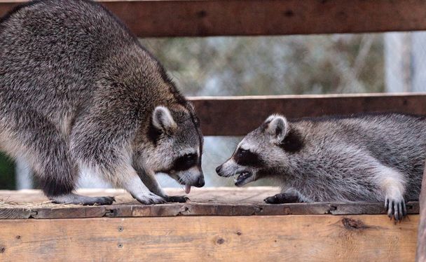 Playing raccoon Procyon lotor pair on a porch in Southern Florida - Photo, Image