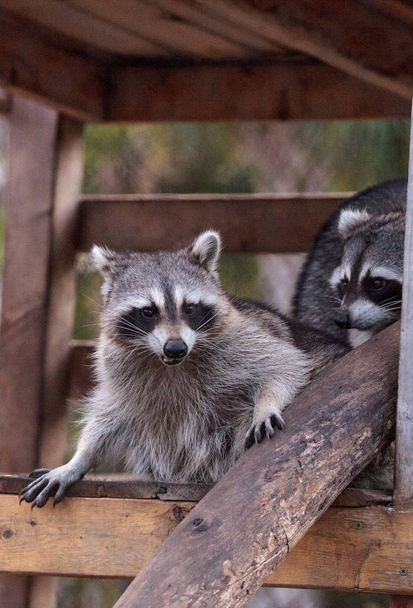 Playing raccoon Procyon lotor pair on a porch in Southern Florida - Photo, Image