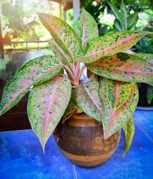 Fancy gebladerde Caladium in pot plant thuis versieren / koningin van de siergewassen groene planten - Foto, afbeelding