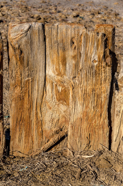 Fondo de los tablones de madera viejos en las grietas en las orillas de un estuario salado seco. Árbol viejo con textura hermosa como fondo para el diseño natural creativo
 - Foto, imagen