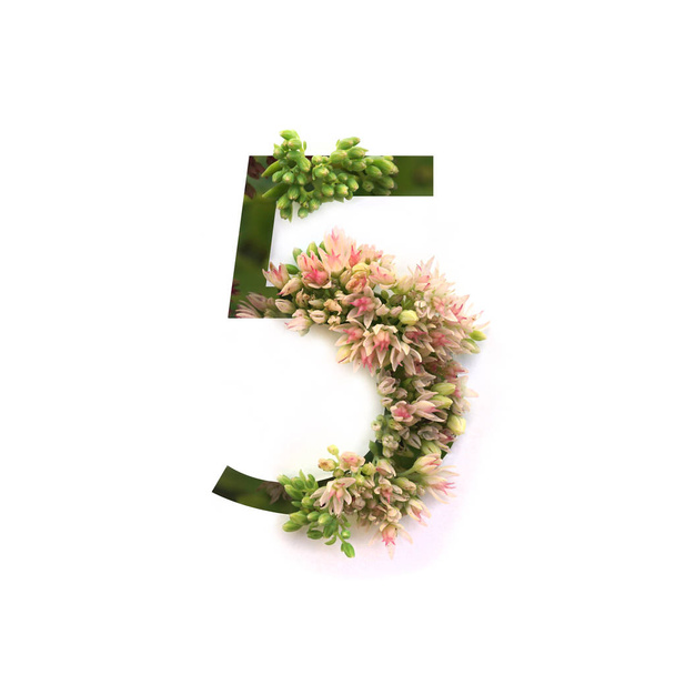 Cut out number 5 (five) with growing plant inside. Part of the alphabet. - Foto, imagen