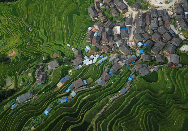 Вид с воздуха на зеленые рисовые поля с террасой Цзябанг, округ Концзян, Цяньдуннань Мяо и автономный округ Дун, провинция Гуйчжоу на юго-западе Китая, 2 августа 2018 года
 - Фото, изображение