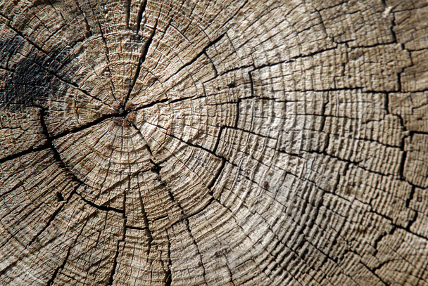 boom textuur - Foto, afbeelding