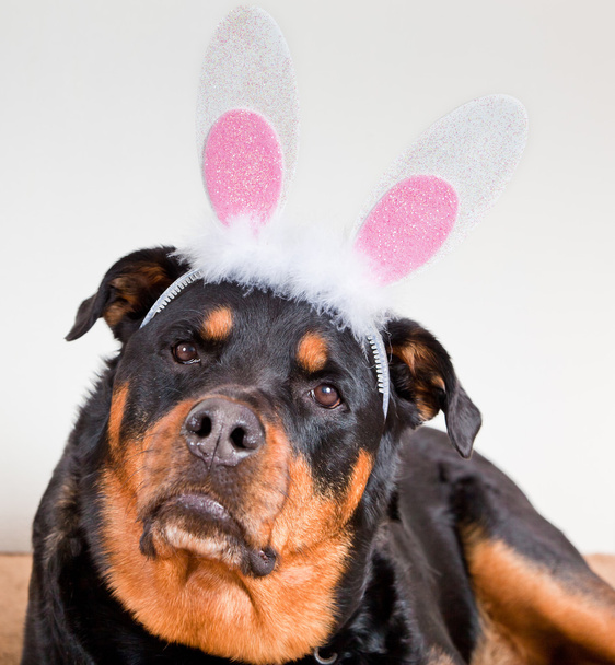 Cão com orelhas de coelho
 - Foto, Imagem