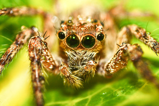 Jumping αράχνη ομορφη / στενή έως της πολύχρωμο jumping αράχνη σε φύση πράσινο φύλλο φυτού φόντο / λίγο jumping αράχνη σε φύλλο ακραία μακρο - μακροεντολή έντομο καφέ μαύρο αράχνη - Φωτογραφία, εικόνα
