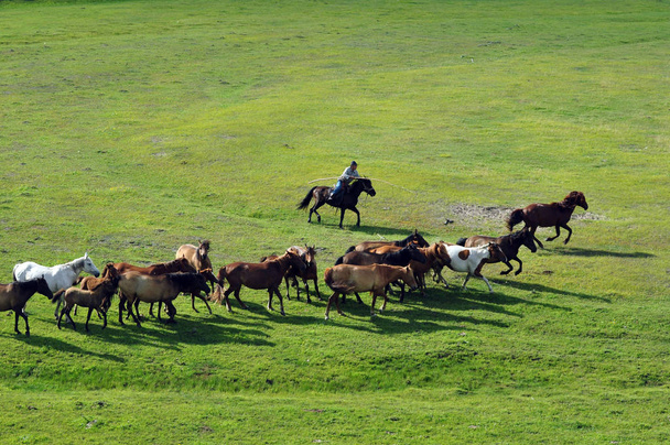 Uma visão de cavalos no Hulun Buir Grassland no norte da Mongólia Interior da China Região Autônoma, 14 Julho 2018
 - Foto, Imagem